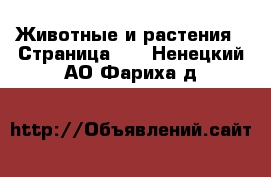  Животные и растения - Страница 20 . Ненецкий АО,Фариха д.